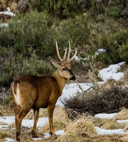 Andean Wildlife