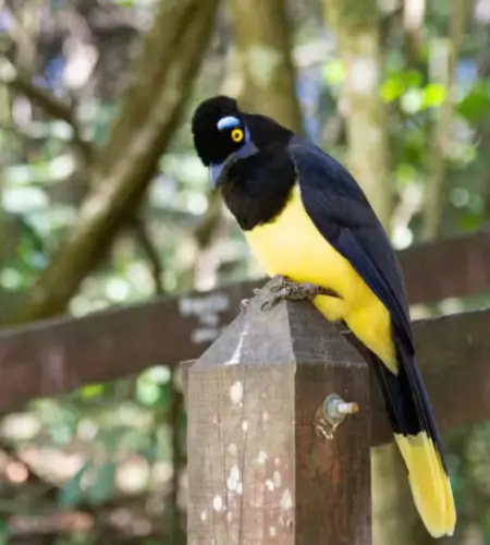 Calilegua National Park