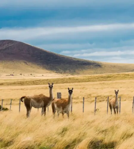 The Pampas