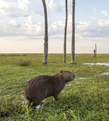 The ibera wetlands