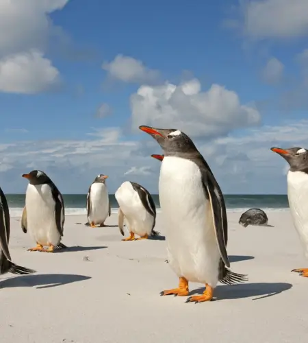 Tierra Del Fuego