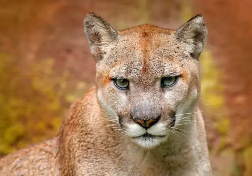 visitargentinaguide wildlife2