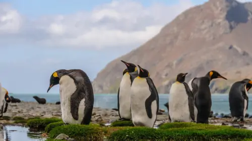 visitargentinaguide wildlife1